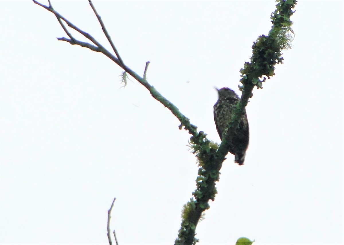 White-wedged Piculet - ML81150961