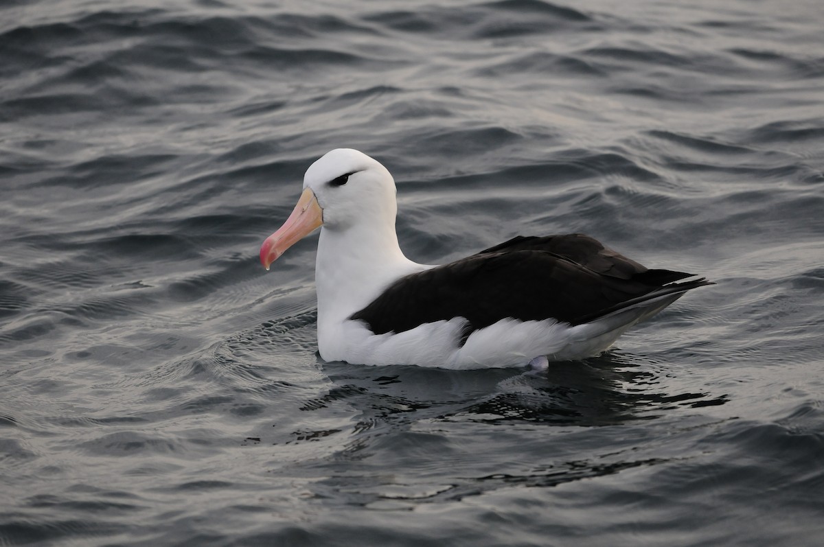 Black-browed Albatross - ML81152901
