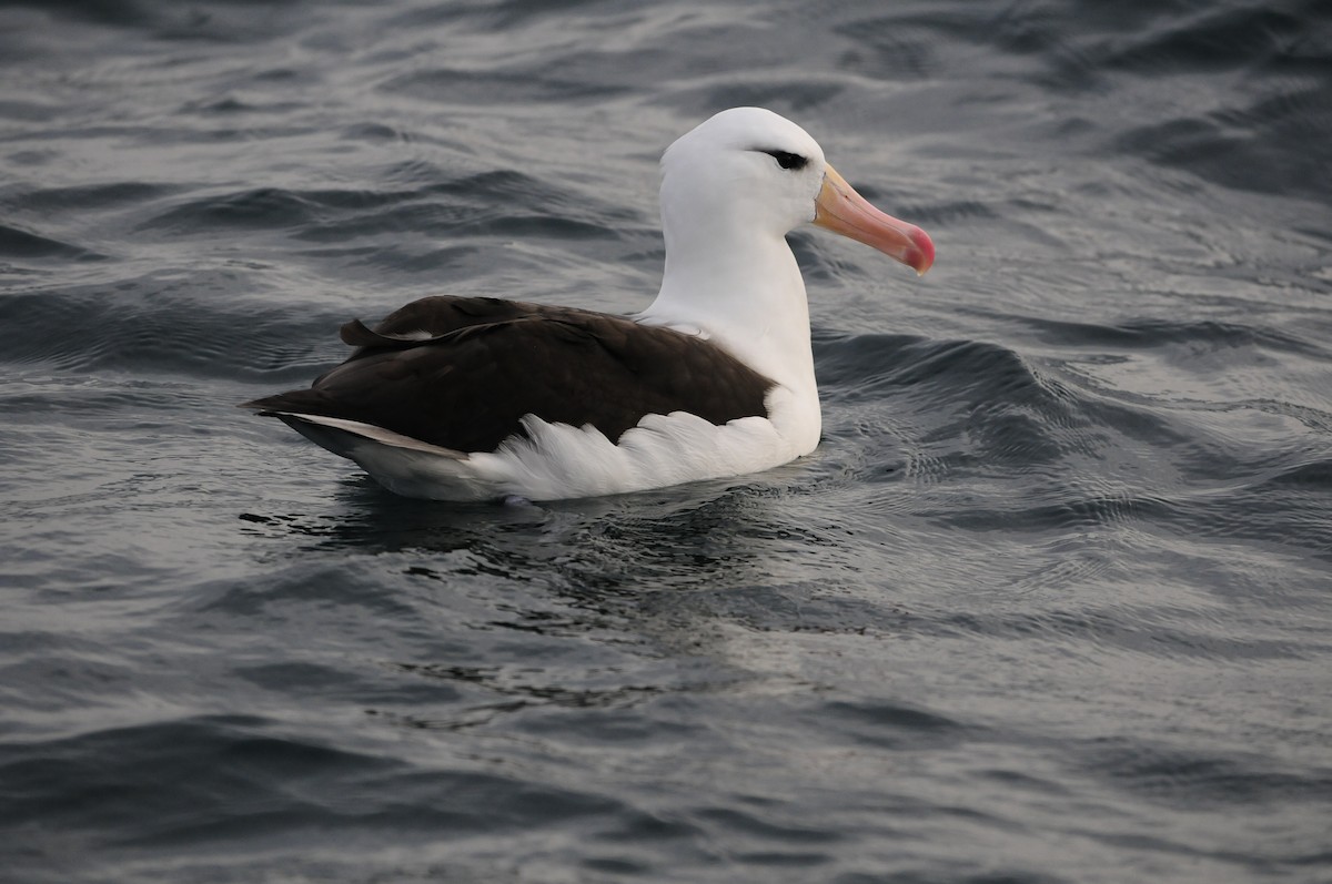 Black-browed Albatross - ML81152911