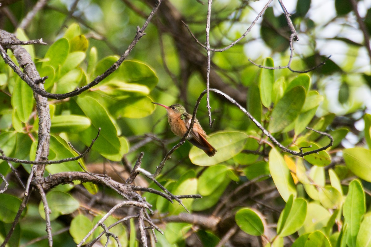 Cinnamon Hummingbird - ML81153281