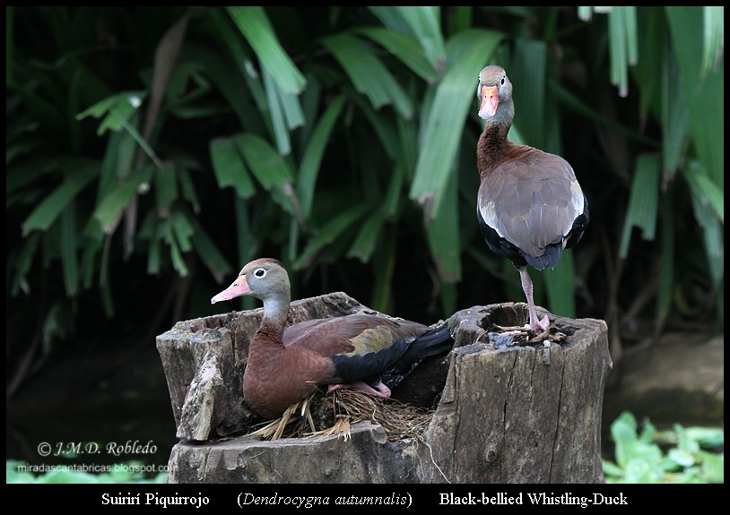 Black-bellied Whistling-Duck - Juan María Domínguez Robledo