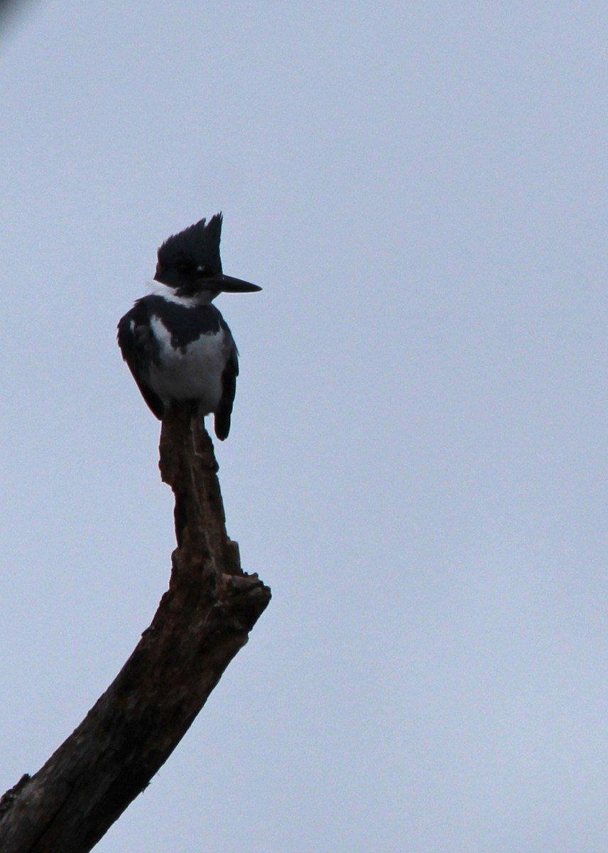 Belted Kingfisher - Patricia Walthall