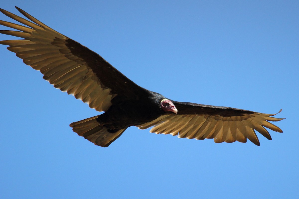 Turkey Vulture (Tropical) - ML81157121