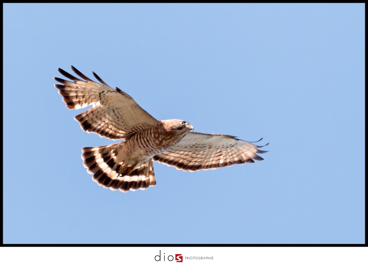 Broad-winged Hawk - Sébastien Dionne