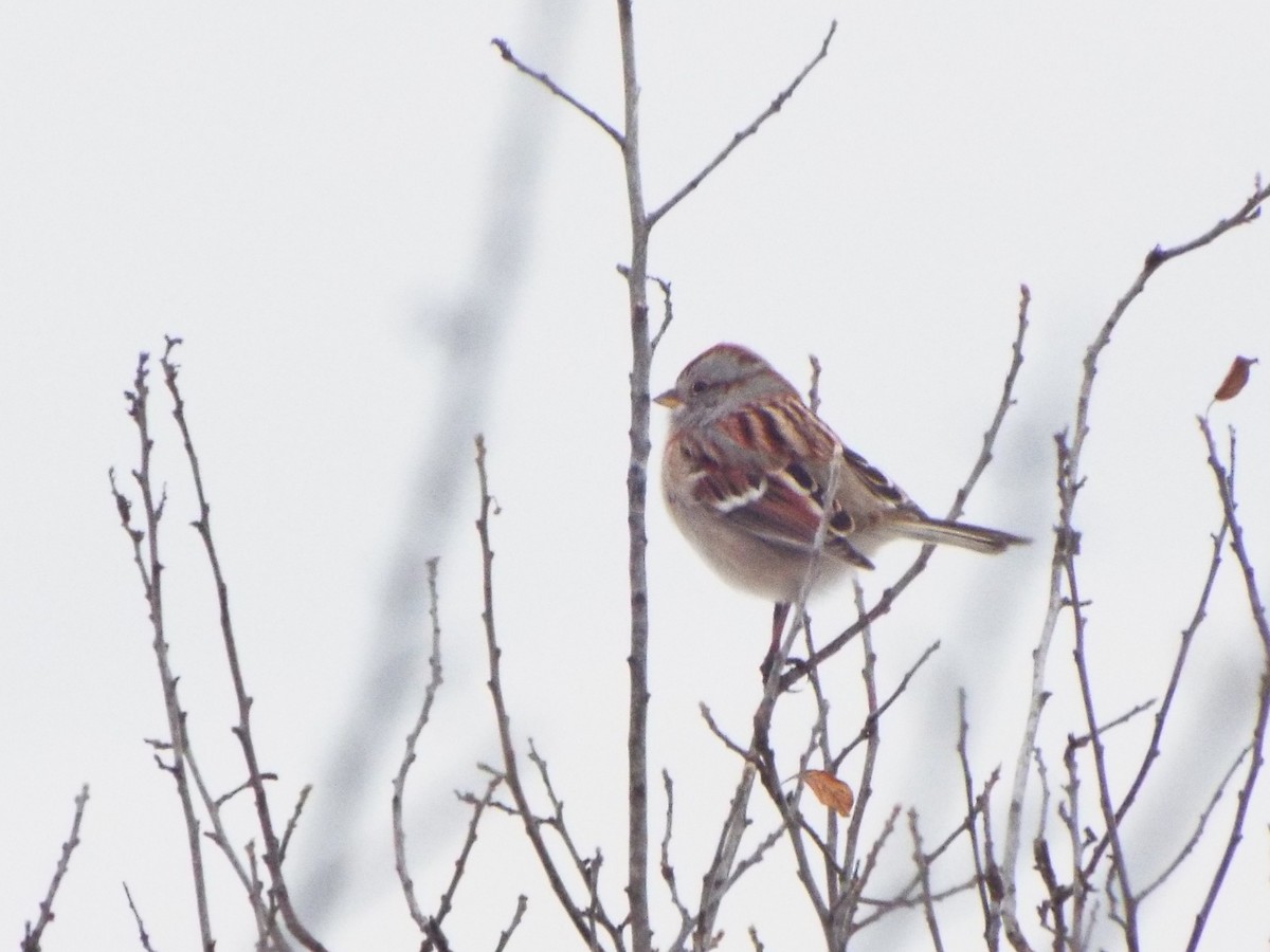 American Tree Sparrow - ML81157831