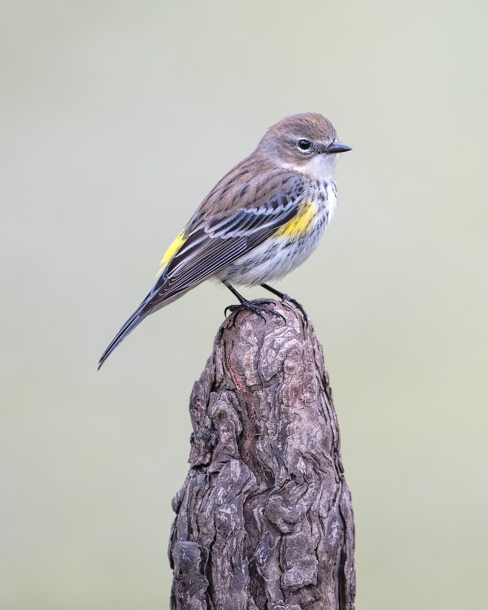 Yellow-rumped Warbler - Peter Brannon