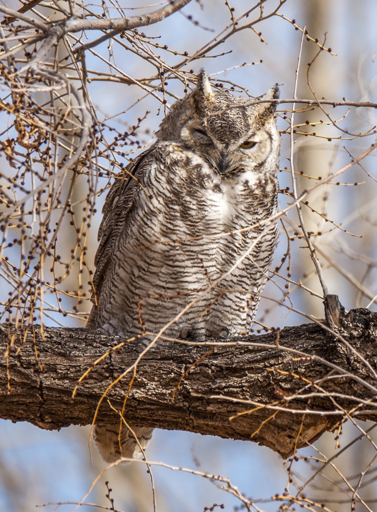 Great Horned Owl - Jerry DeBoer