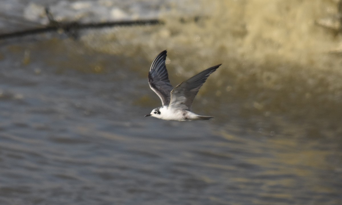 White-winged Tern - Giora Leitner