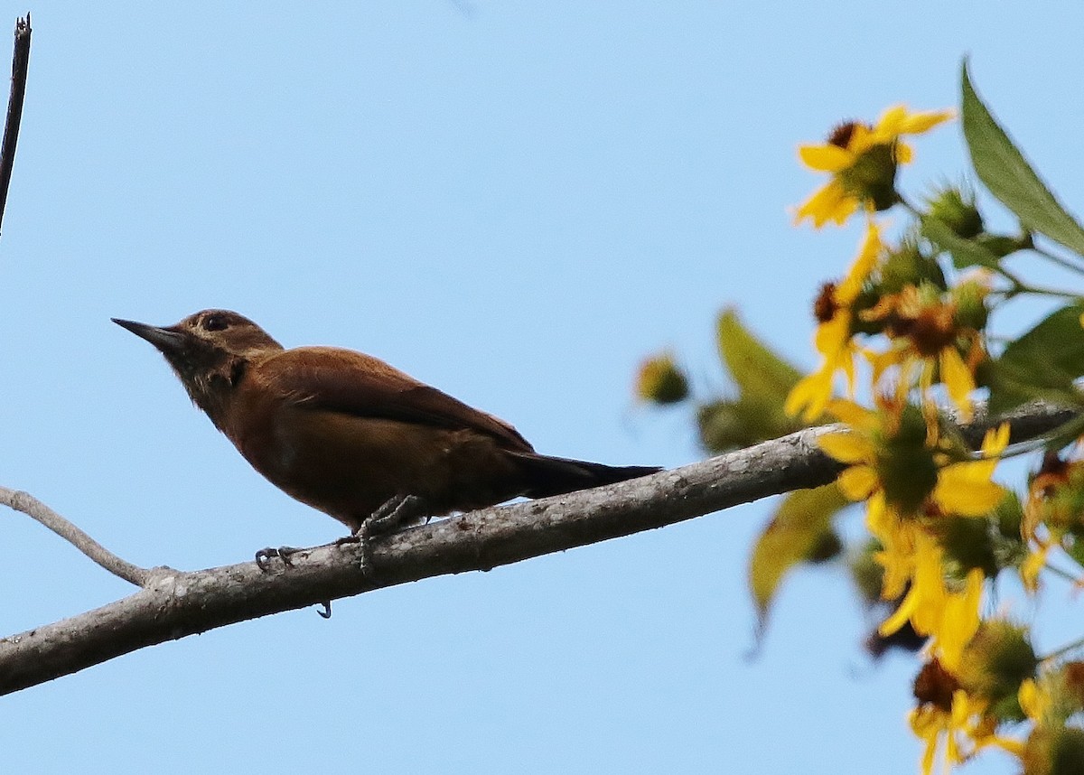 Smoky-brown Woodpecker - ML81168801