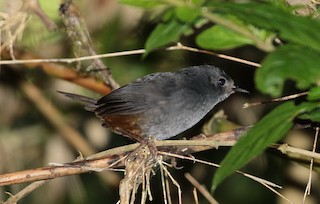  - Caracas Tapaculo