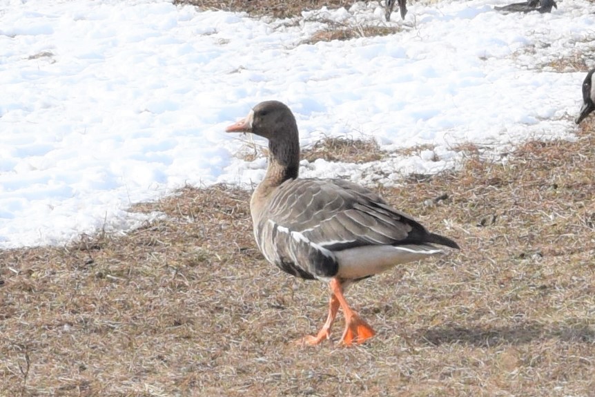 Greater White-fronted Goose - Joanne Howl