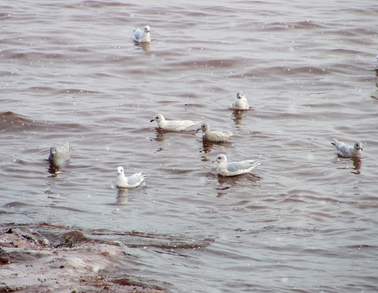 Iceland Gull (kumlieni/glaucoides) - Kathleen MacAulay