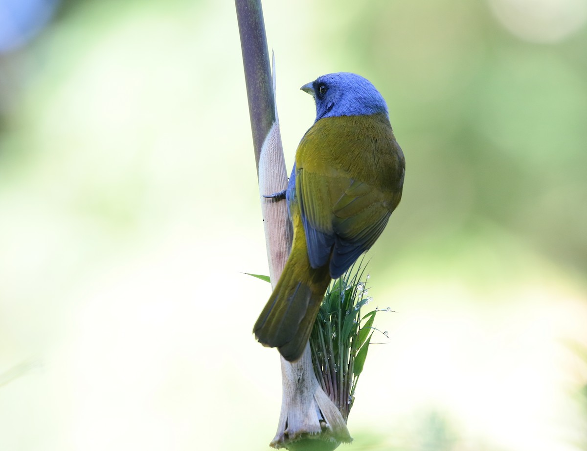 Blue-capped Tanager - ML81172191
