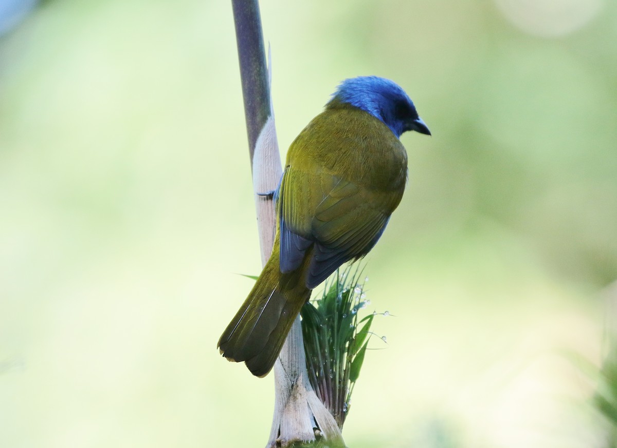 Blue-capped Tanager - ML81172521
