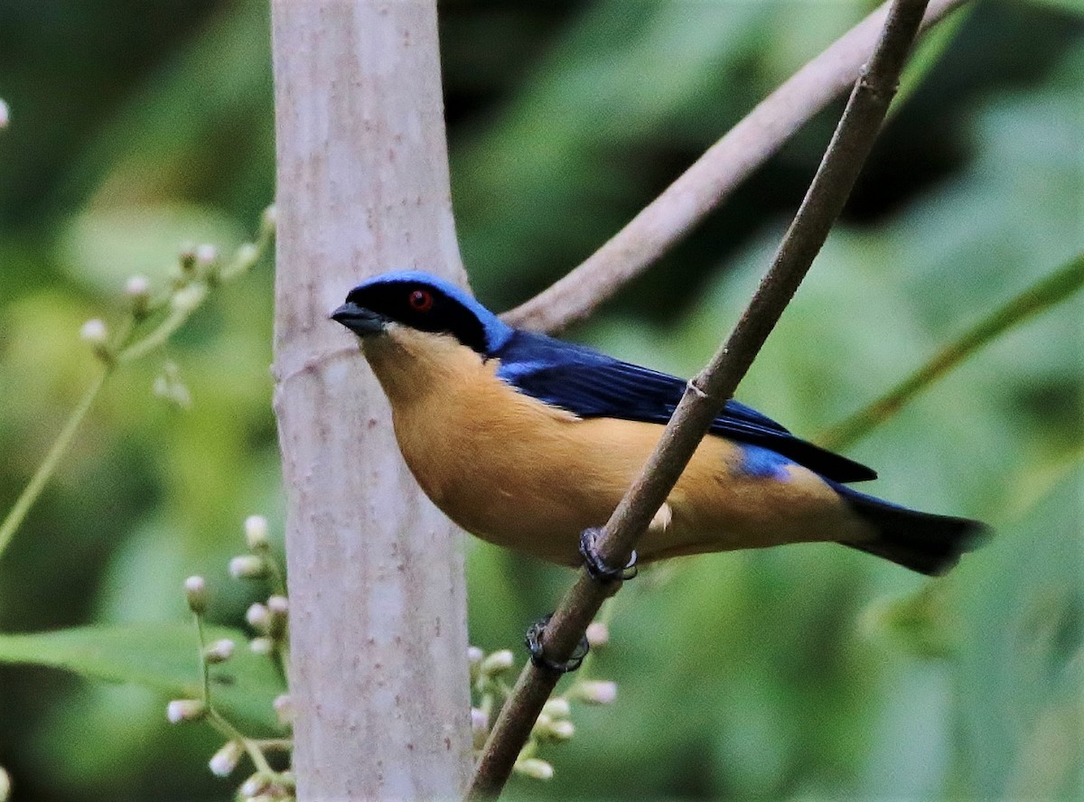 Fawn-breasted Tanager - ML81173431