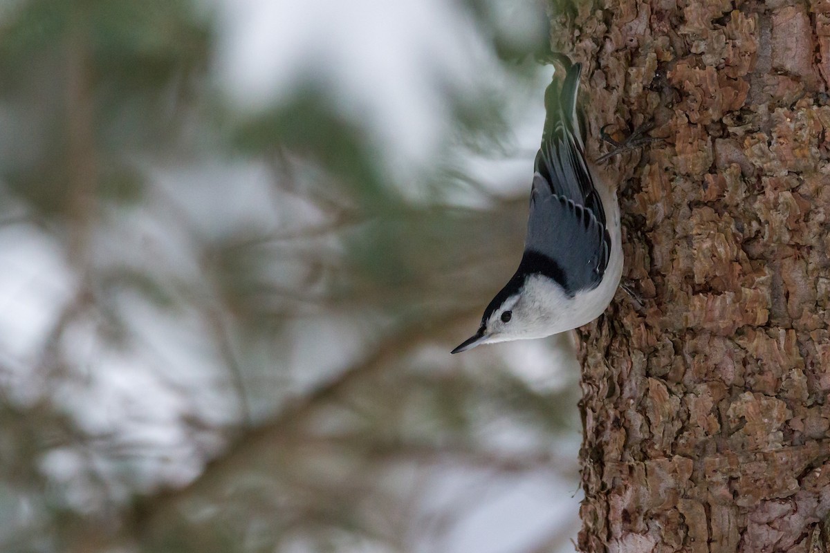 White-breasted Nuthatch - ML81174021