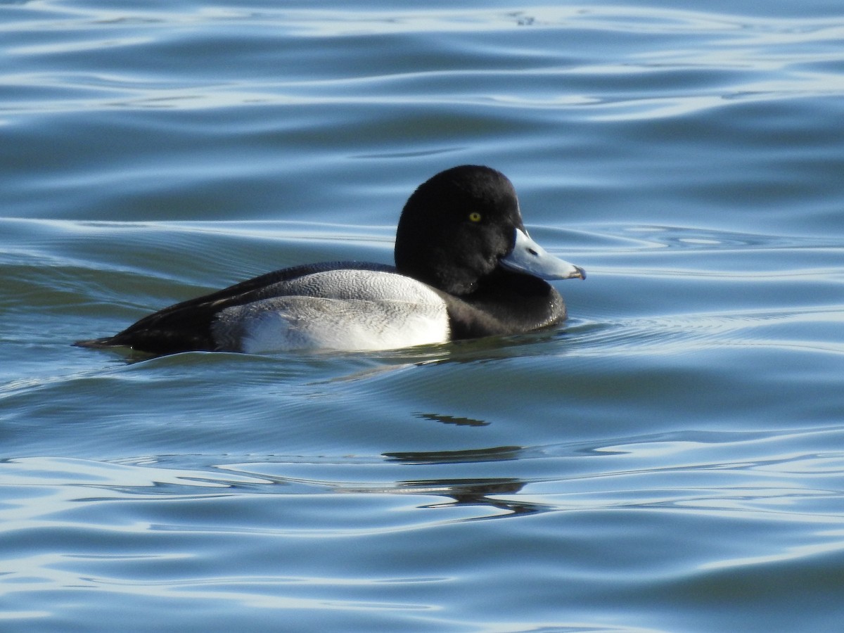 Greater Scaup - Charles Donnelly