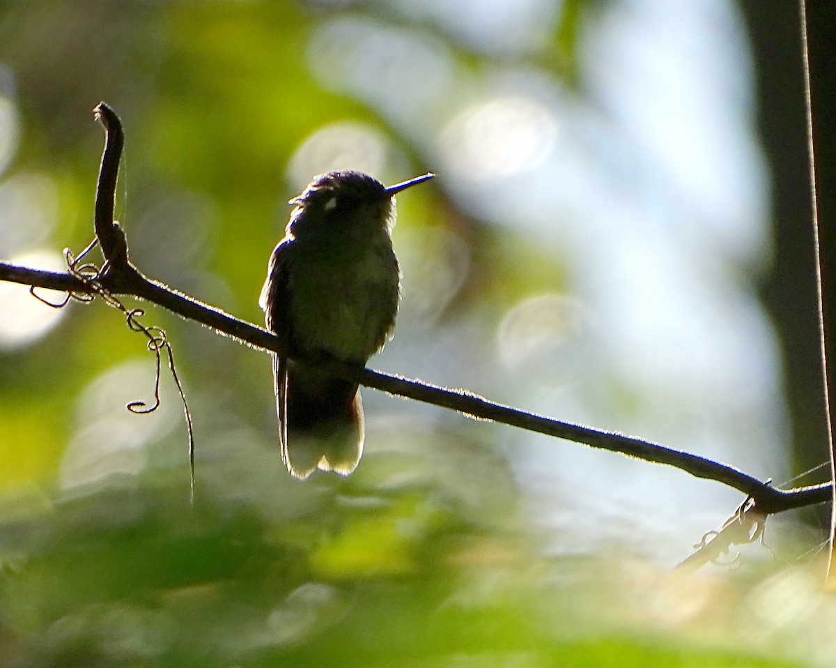 Emerald-chinned Hummingbird - Daniel Lane