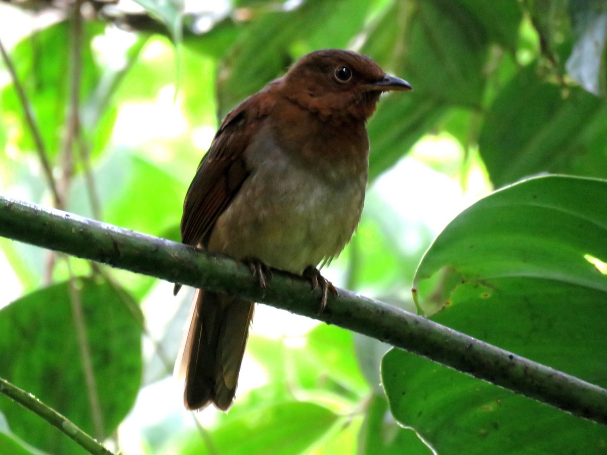 Rufous-brown Solitaire (Chestnut-throated) - ML81174711