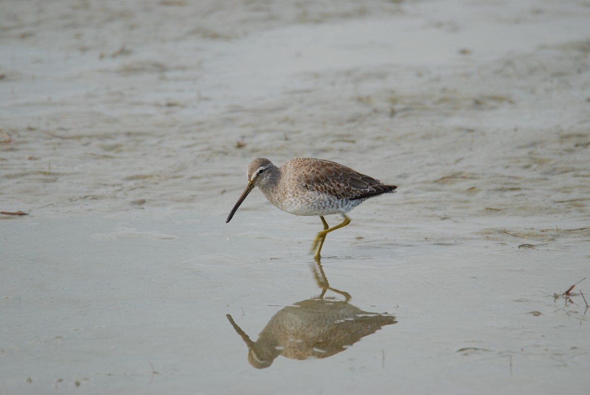 Long-billed Dowitcher - ML81176331