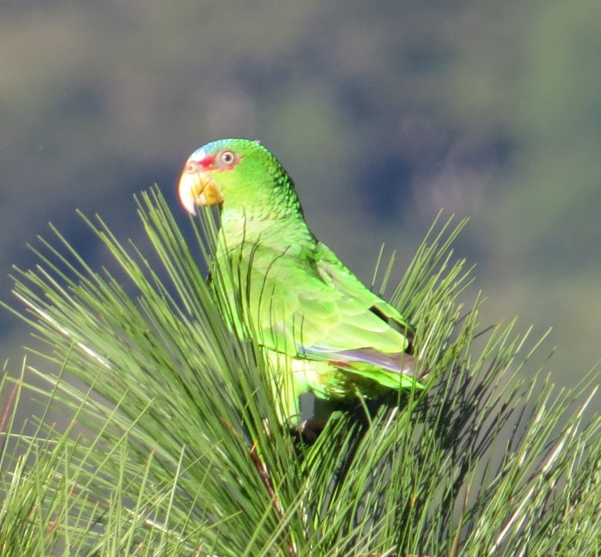 White-fronted Parrot - ML81178971