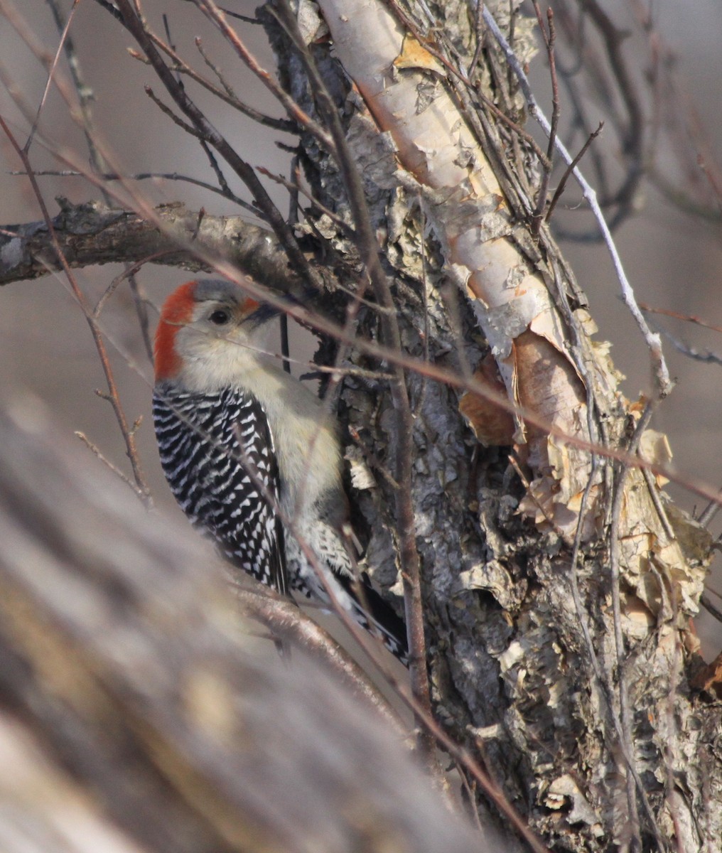 Red-bellied Woodpecker - ML81179681