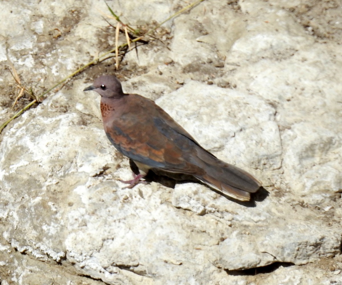 Laughing Dove - ML81180011