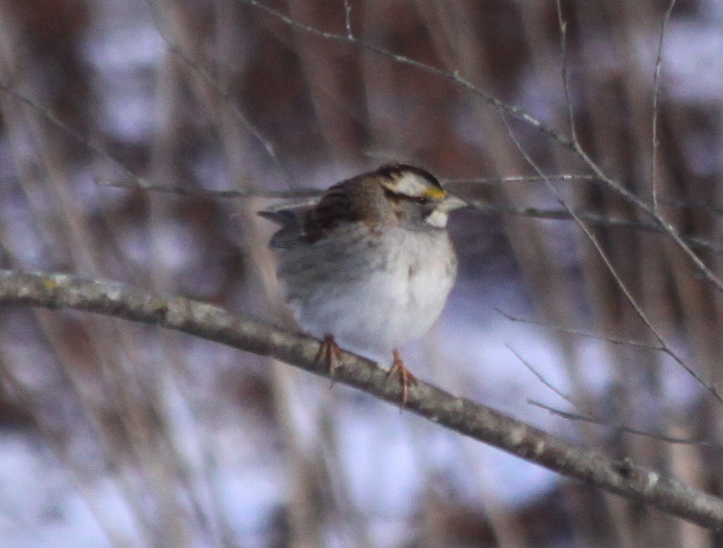 White-throated Sparrow - ML81181191
