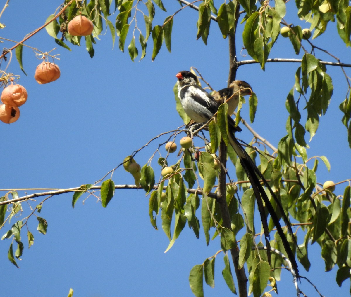 Pin-tailed Whydah - ML81181521