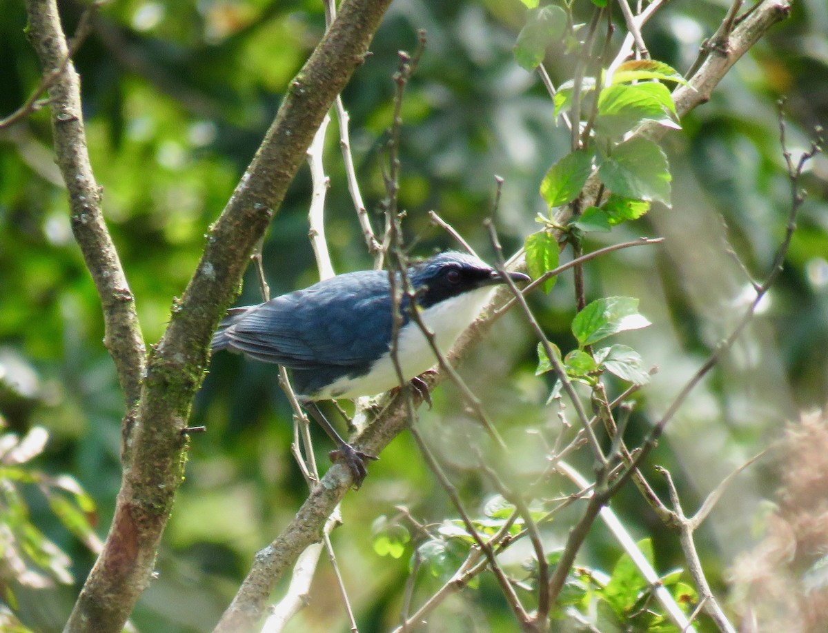 Blue-and-white Mockingbird - John van Dort