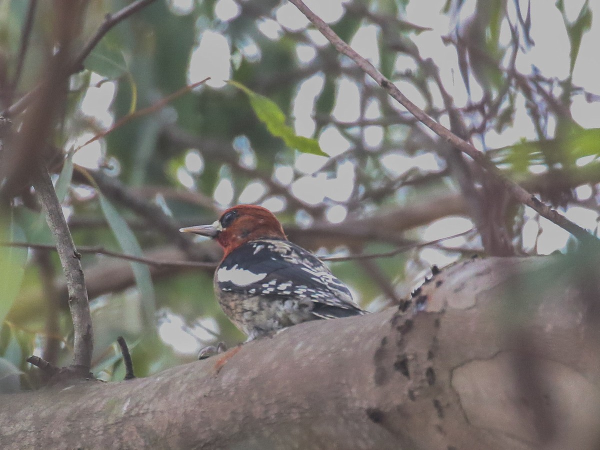 Red-breasted Sapsucker - ML81187971