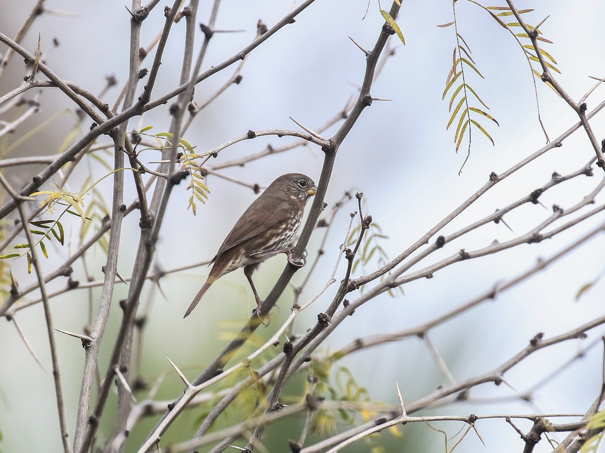 Fox Sparrow (Sooty) - ML81188341