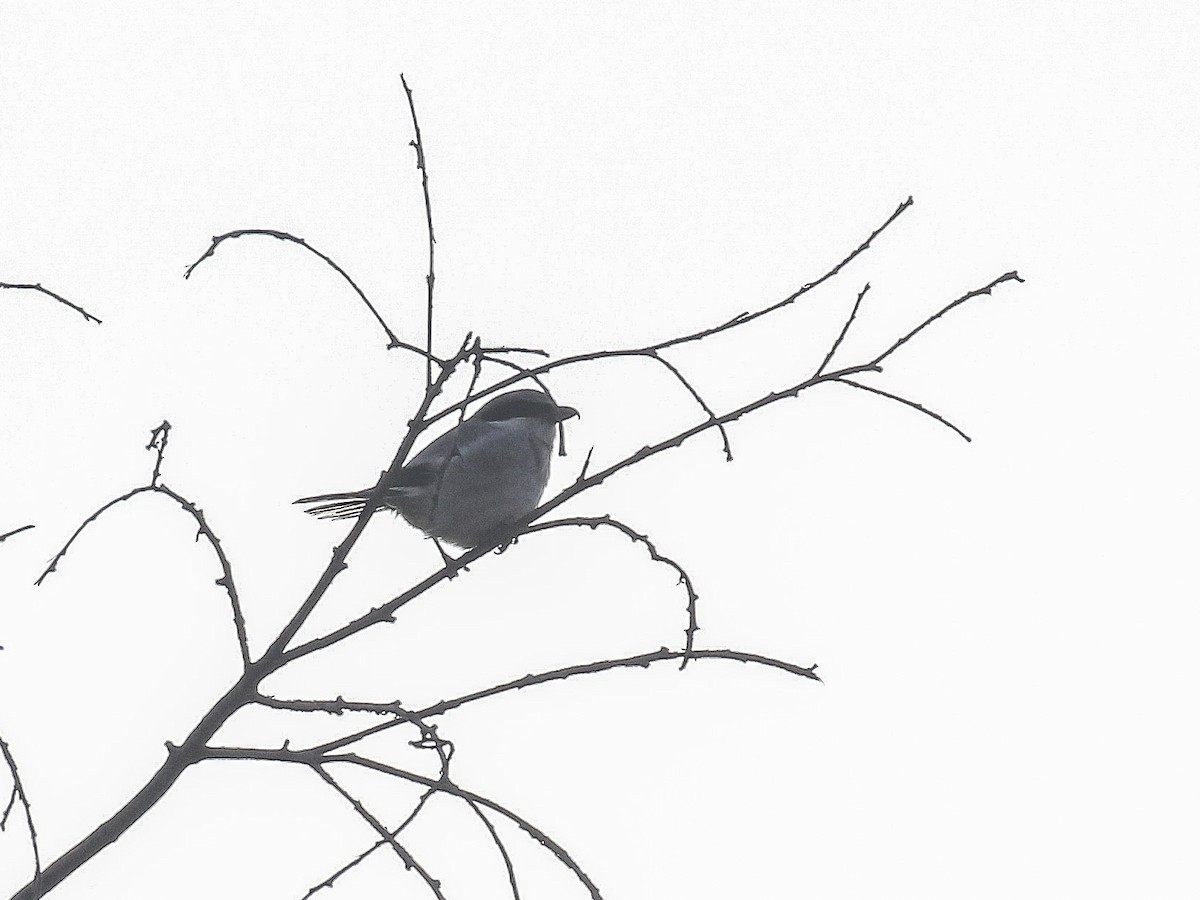 Loggerhead Shrike - Bruce Aird