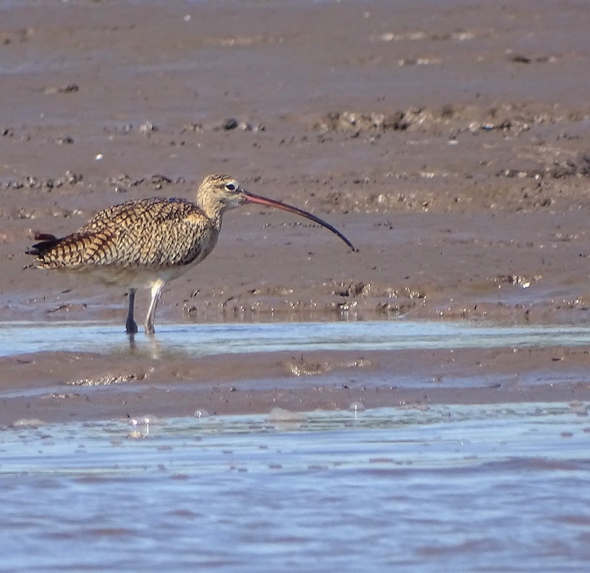 Long-billed Curlew - Alfonso Auerbach