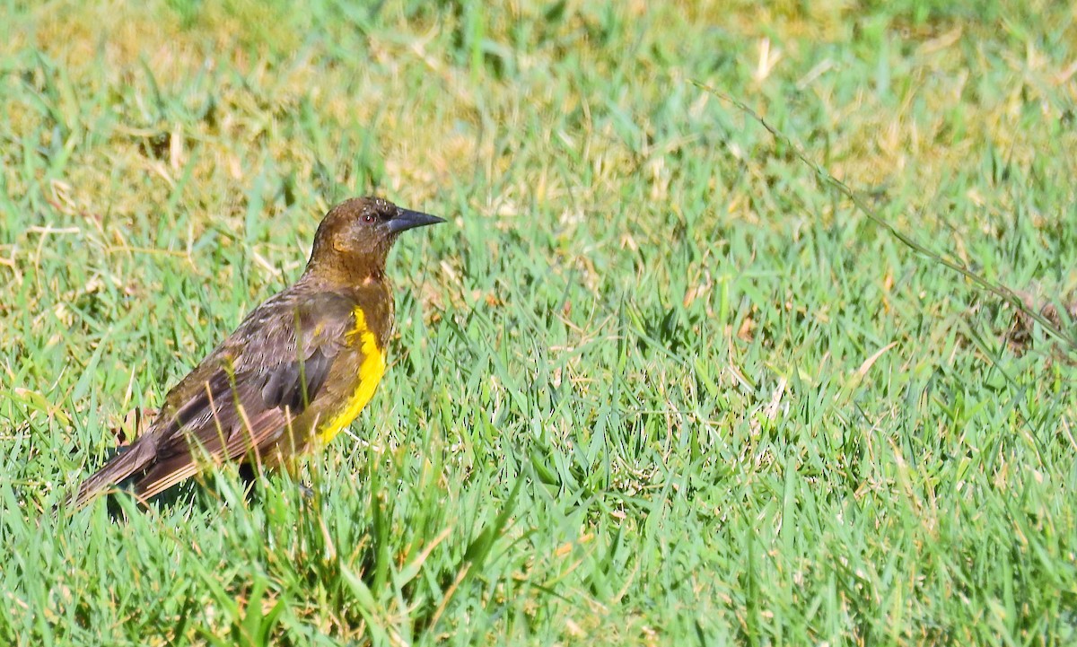 Brown-and-yellow Marshbird - ML81193591