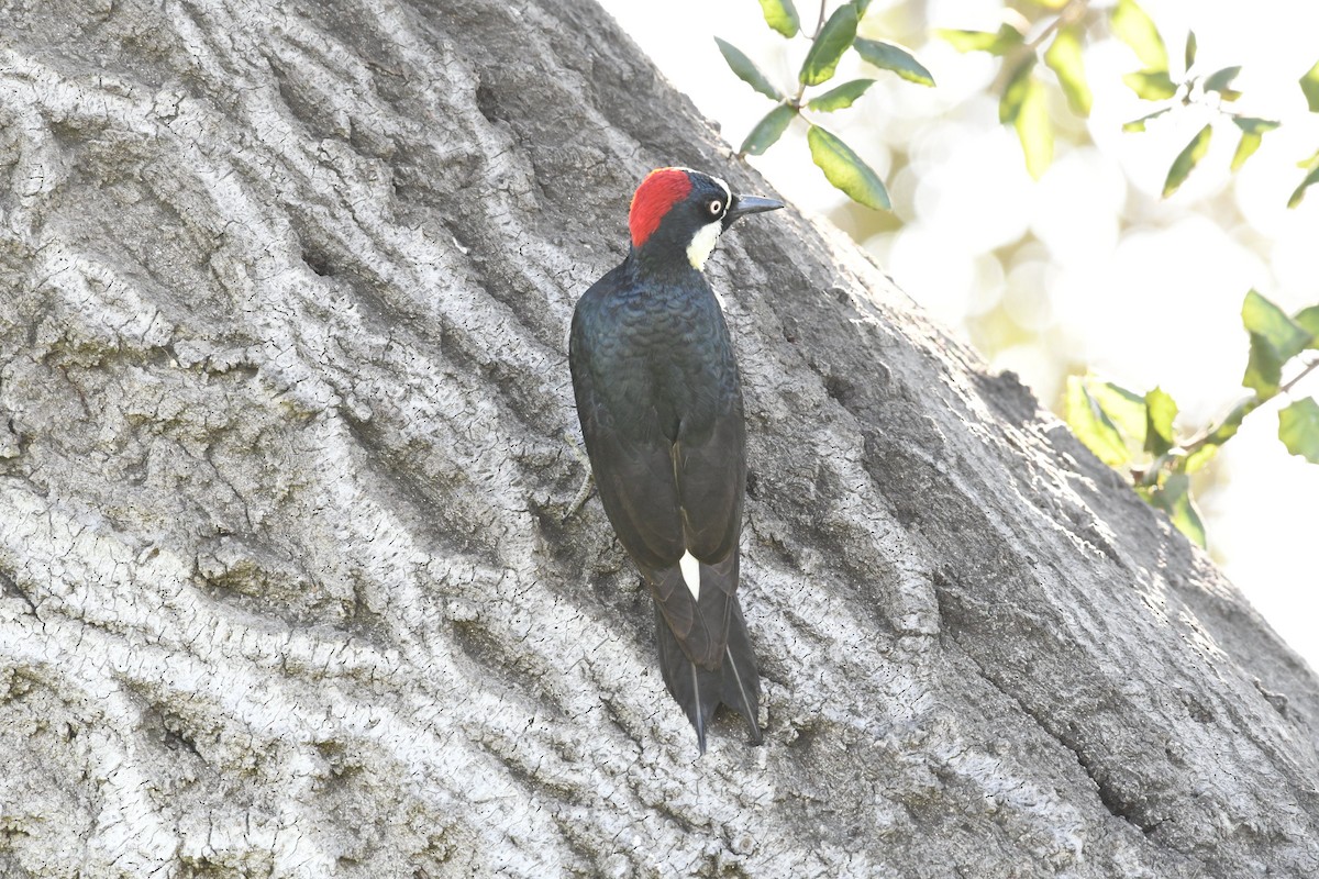 Acorn Woodpecker - ML81194601