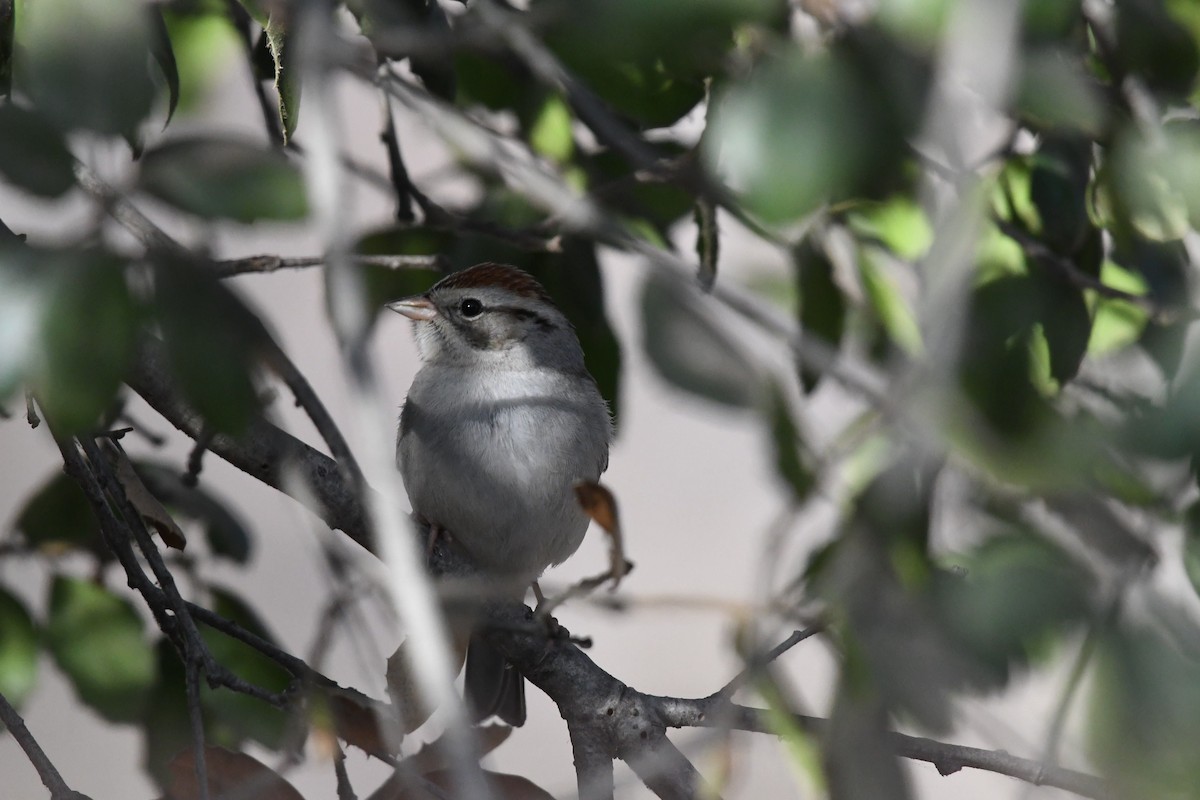 Chipping Sparrow - ML81194891