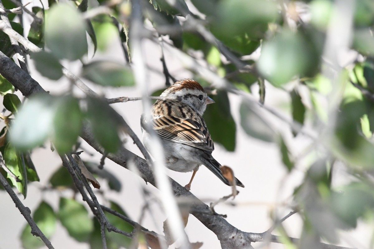 Chipping Sparrow - ML81194901