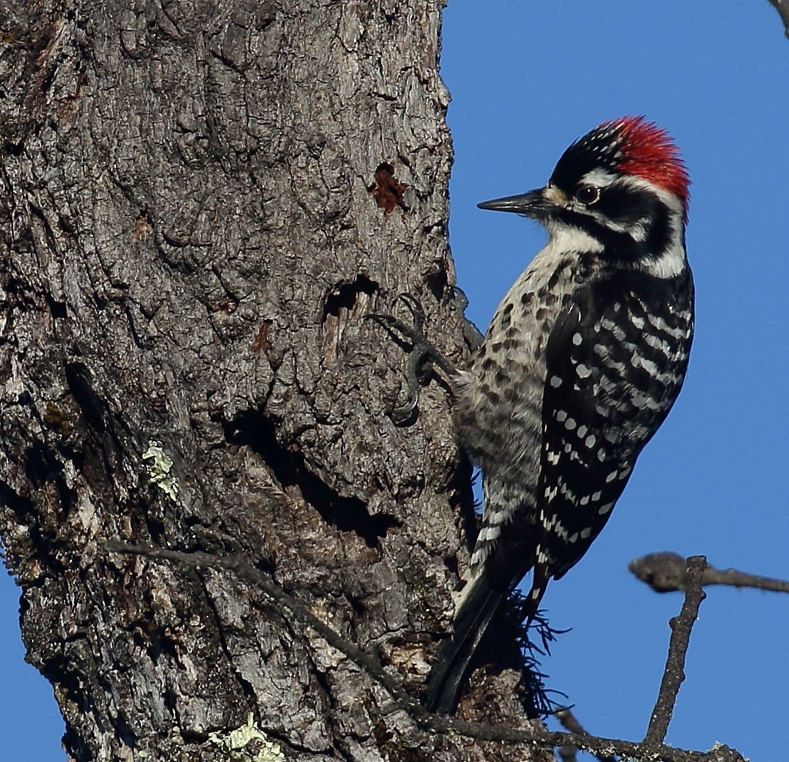 Nuttall's Woodpecker - Kent Leland