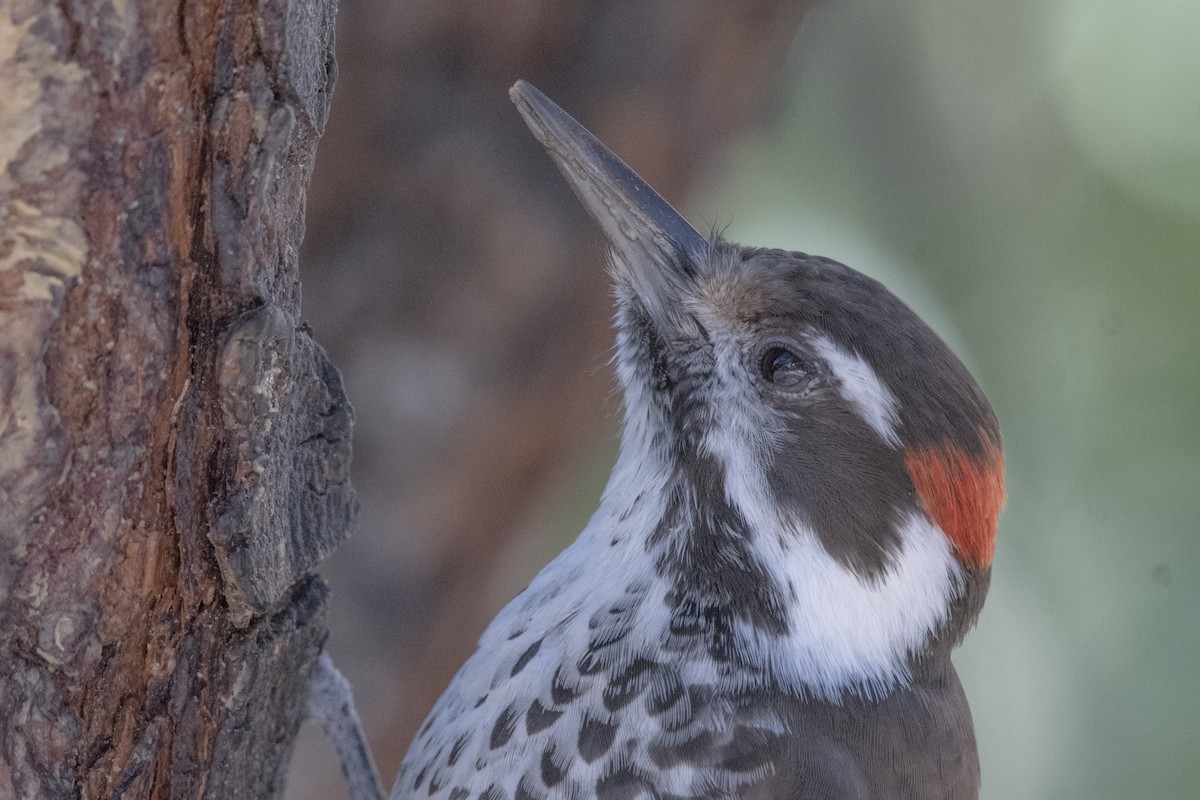 Arizona Woodpecker - ML81196501