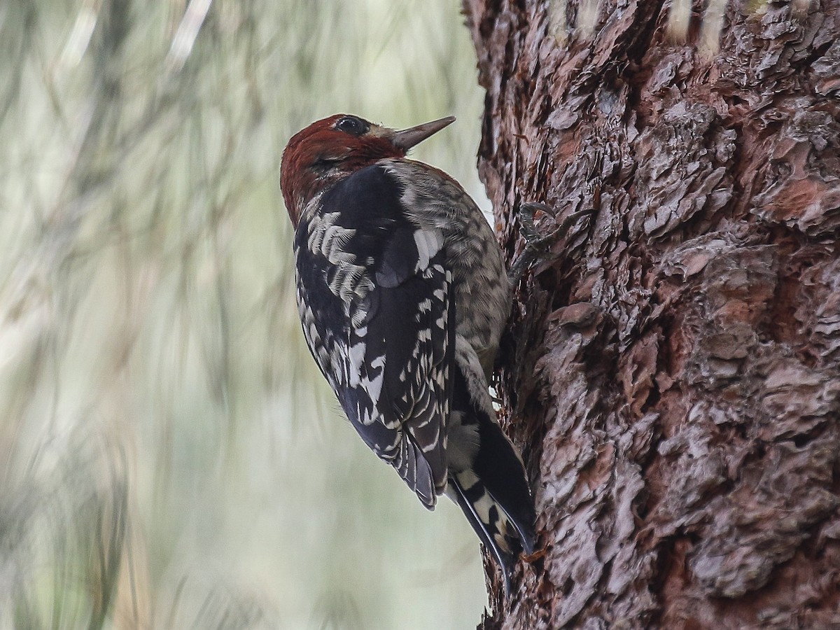 Red-breasted Sapsucker - ML81198551
