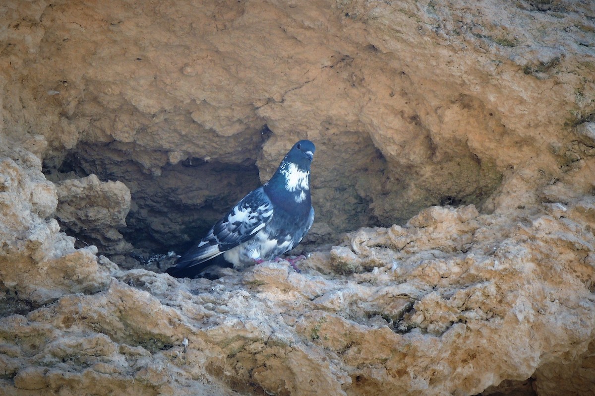 Rock Pigeon (Feral Pigeon) - Pablo Alejandro Pla