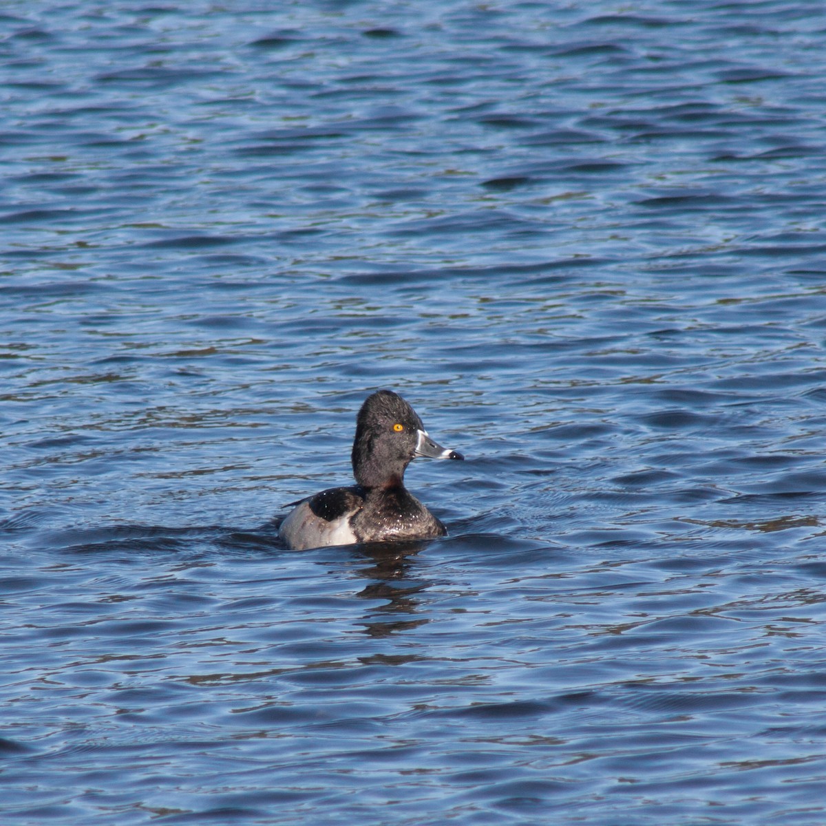 Ring-necked Duck - Mike Carretta