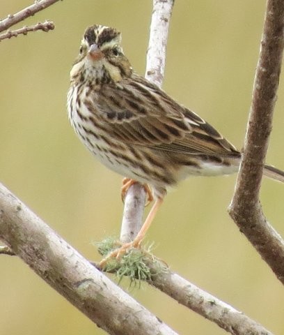 Savannah Sparrow - ML81208361