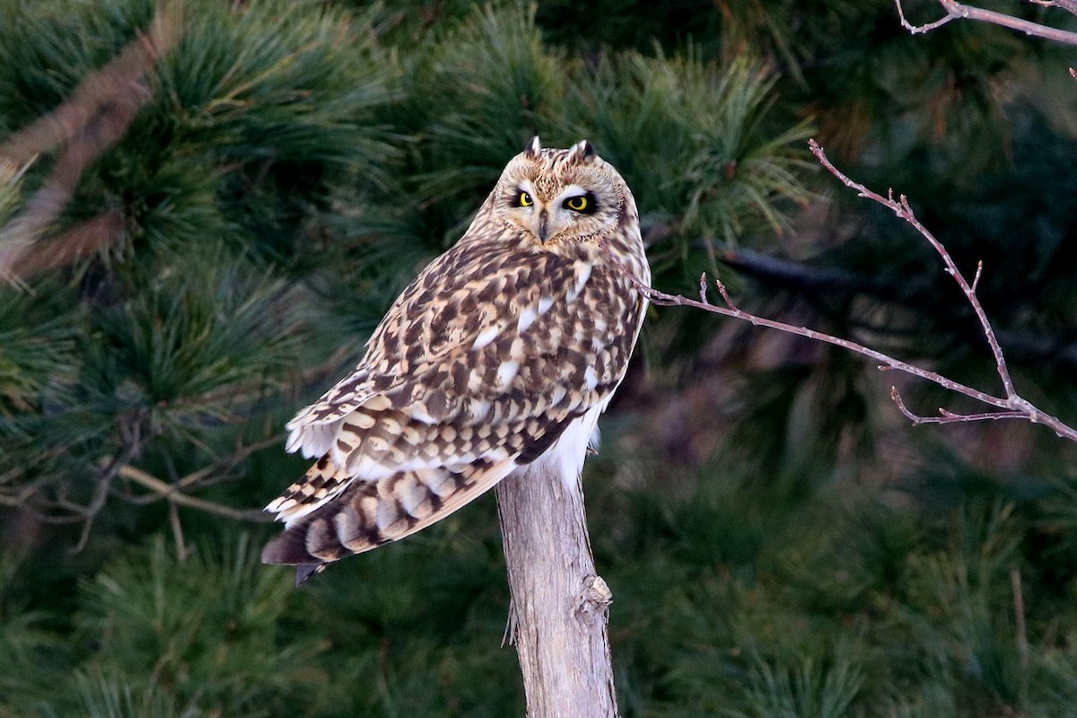 Short-eared Owl - BRUCE FINNAN