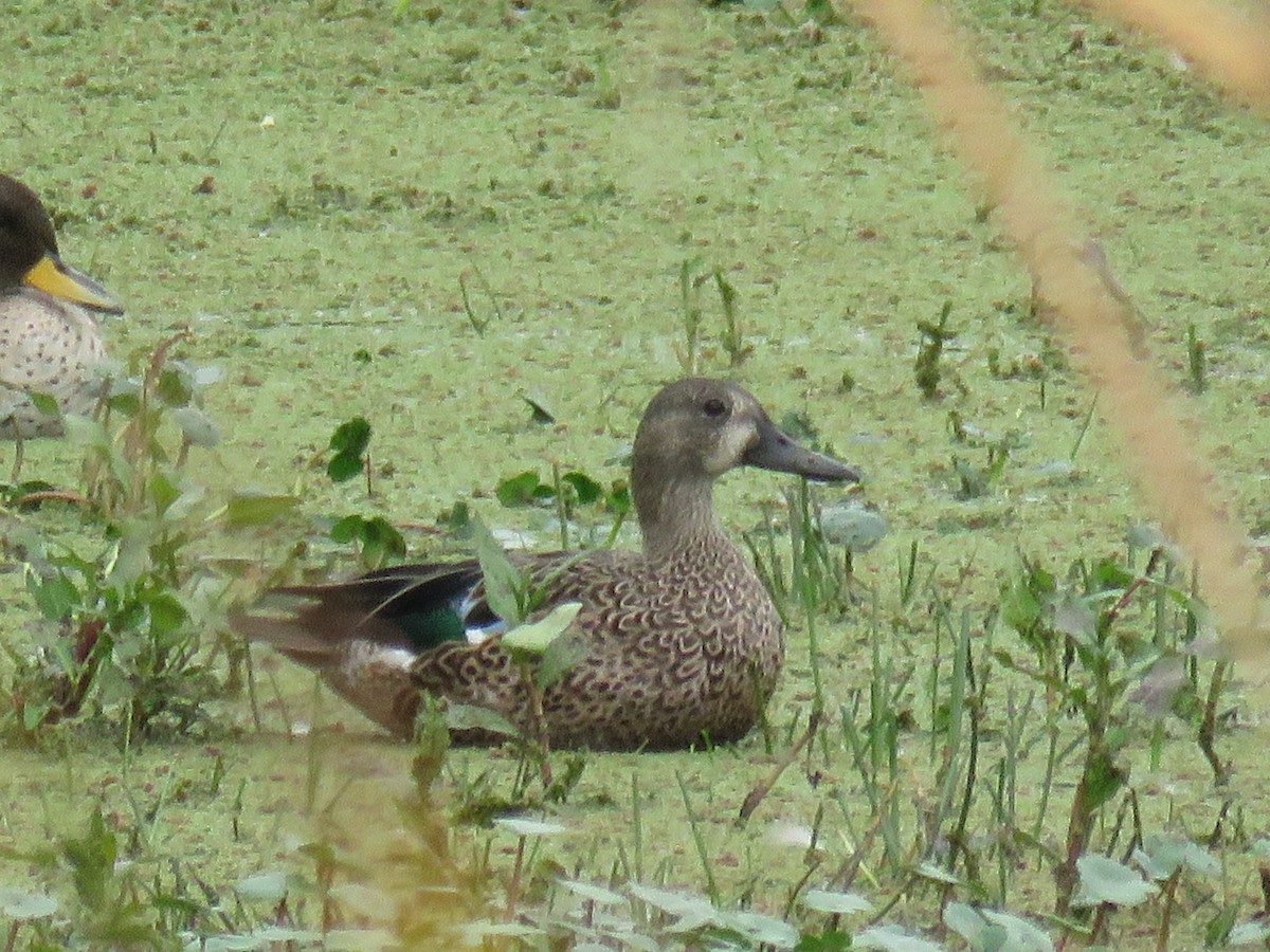 Blue-winged Teal - ML81212001