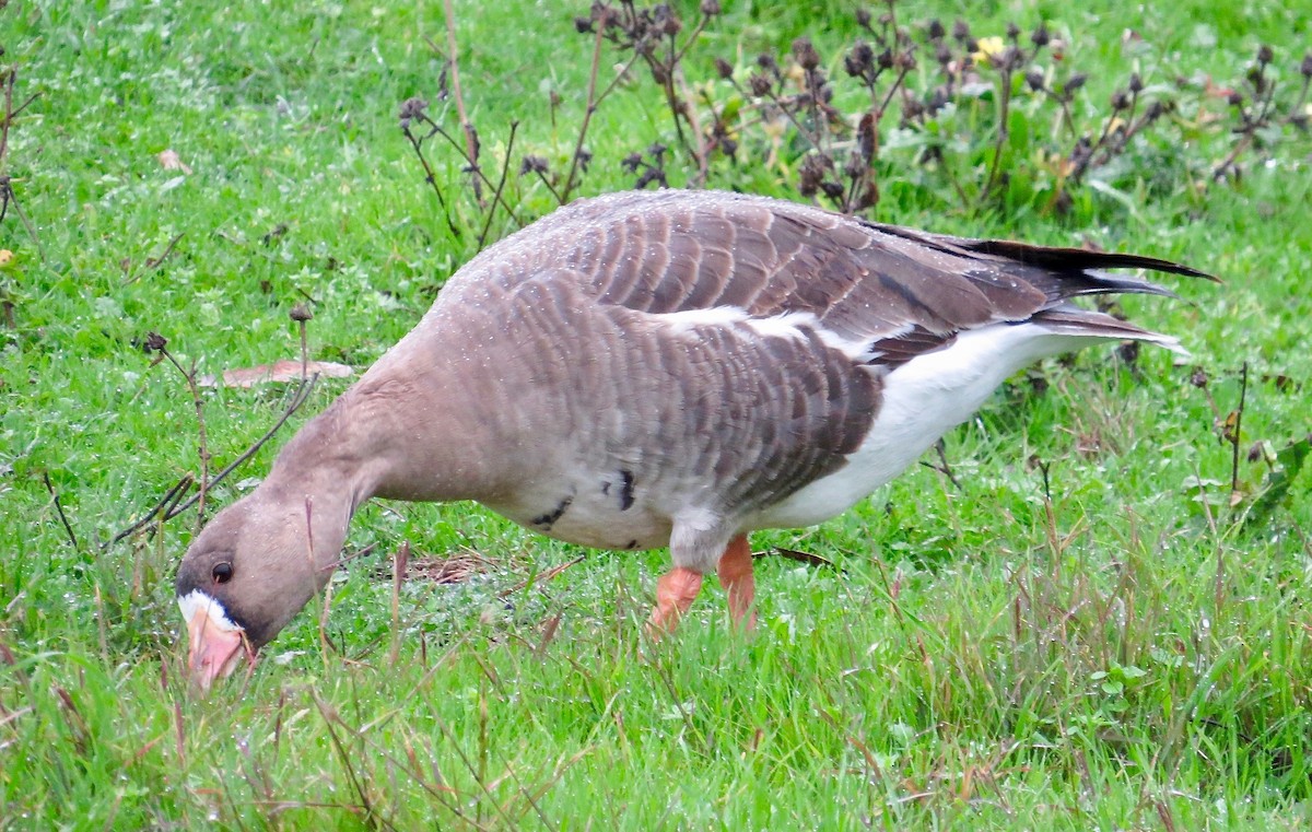 Greater White-fronted Goose - ML81212361