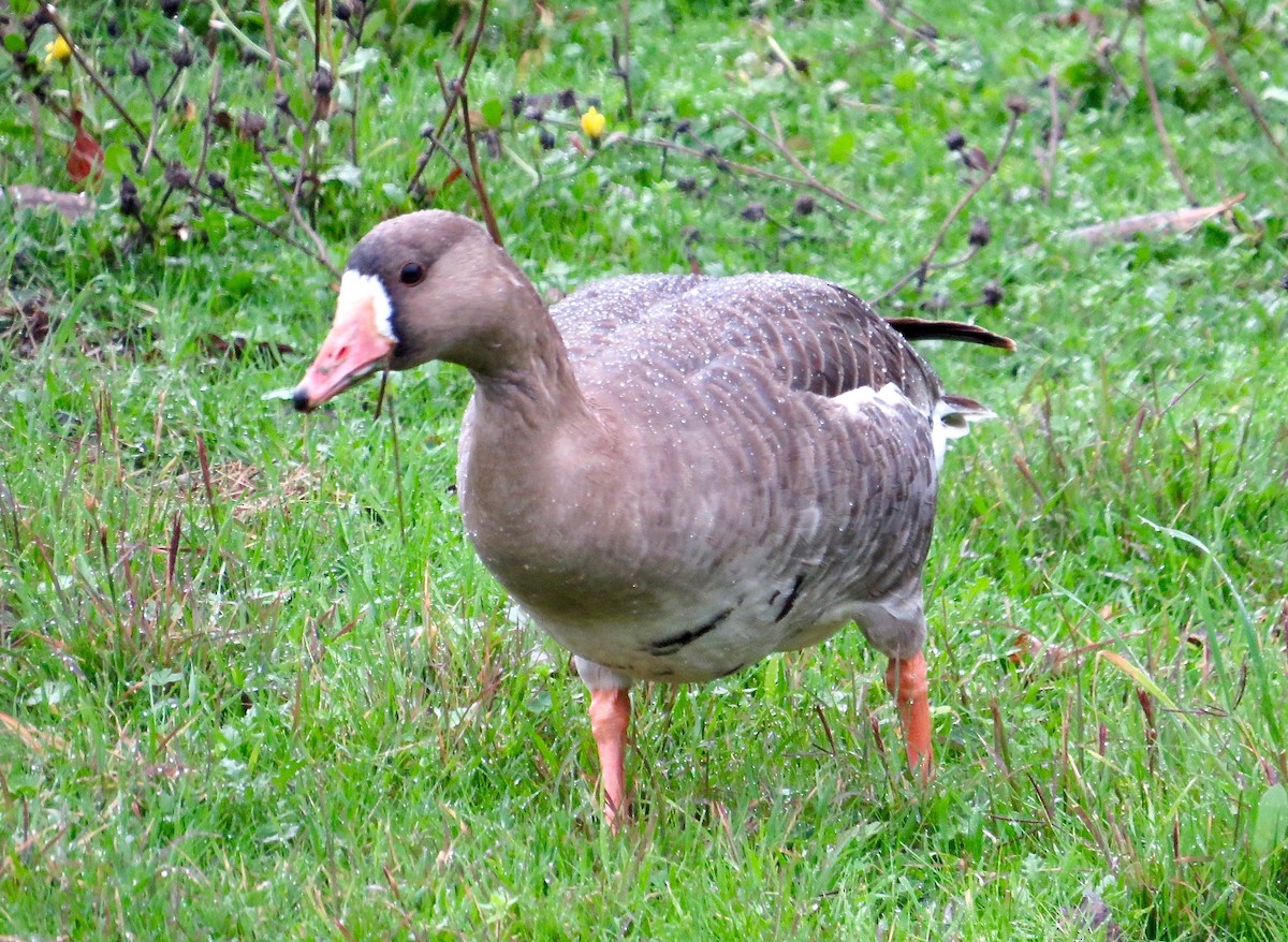 Greater White-fronted Goose - ML81212371