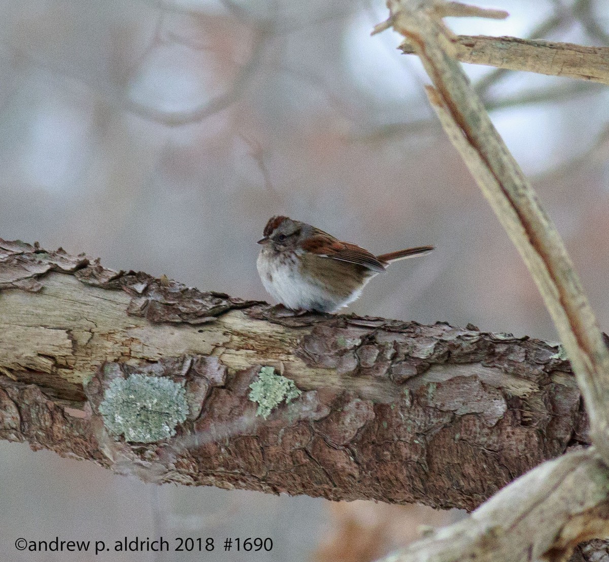 Swamp Sparrow - andrew aldrich