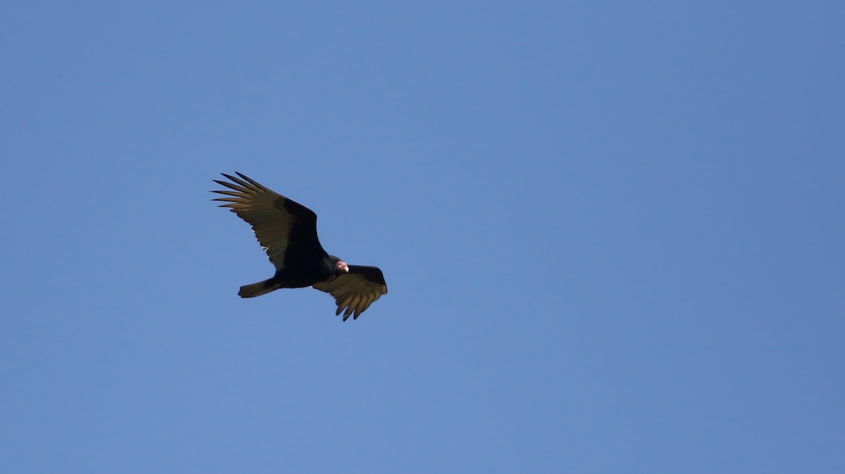 Turkey Vulture (Northern) - Jay McGowan